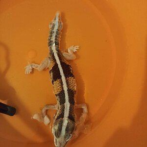 gecko3.jpg