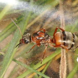 Formica_rufibarbis_queen-1.jpg