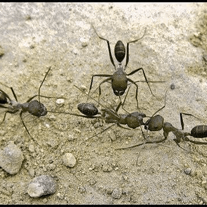 pilestone.jpg_2.png