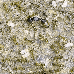 pilestone.jpg_4.png