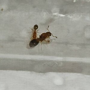 temnothorax.jpg