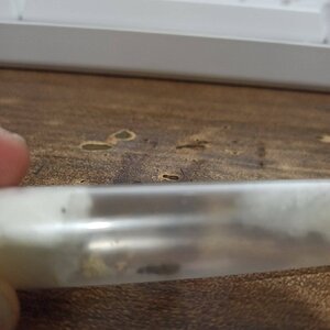 lasius.jpg