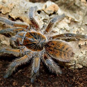 harpactira-cafreriana-adult-female-.jpg