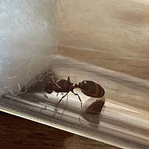 IMG_4409.jpeg