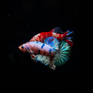 IMG_4080.jpg