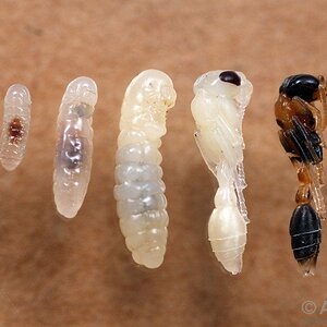 pseudomyrmex_gracilis_egg_to_ant-1.jpg