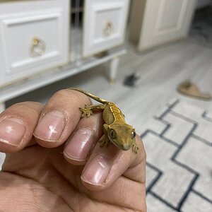 IMG_2428.jpeg