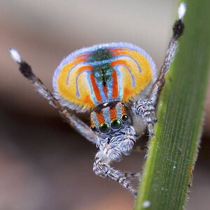 __opt__aboutcom__coeus__resources__content_migration__mnn__images__2017__09__maratus-volans-pe...jpg