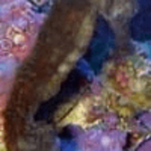 great_seahorse.png