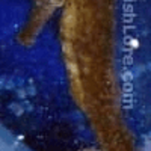 great_seahorse_2.png