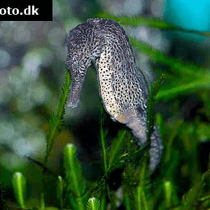 hippocampus-kuda-6.png