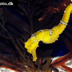 hippocampus-kuda-7.png
