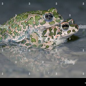 green-toads-pair-mating-bulgaria-bufo-viridis-side-G6R3A0.jpg
