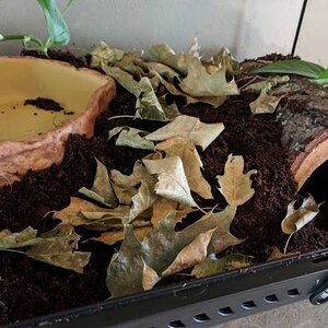 terrestrial-toad-cage-setup-guide.jpg