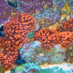 bubble-tip-anemone-lg.png