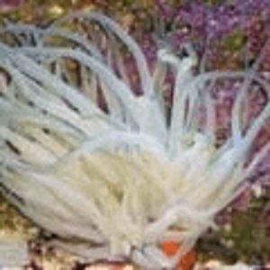 condy_anemone.png