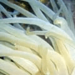 condylactis_anemone.png