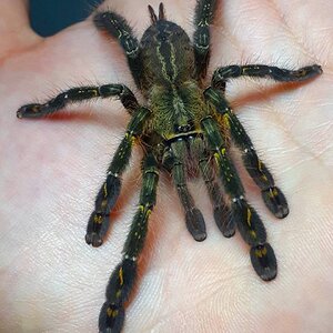 ornata.jpg