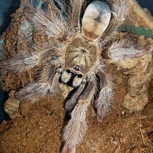 Psalmopoeus-pulcher-Female-sale_480x480.jpg