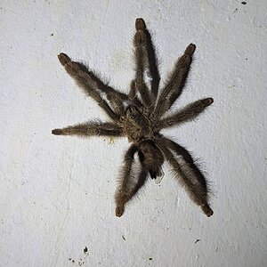 Psalmopoeus_pulcher_232052707.jpg