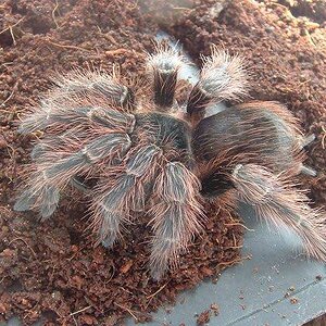N_carapoensis_A3.jpg