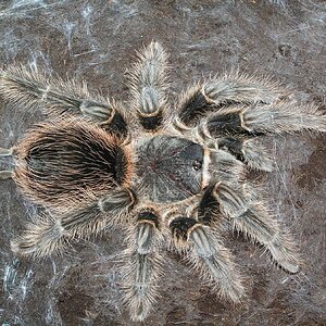 Lasiodora Difficilis.jpg