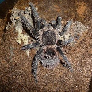 lasiodora fracta.jpg