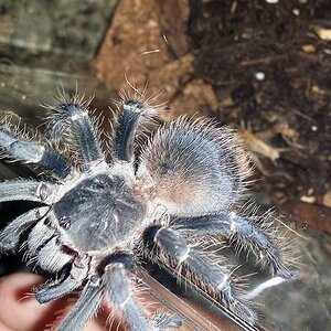 lasiodora fracta2.jpg