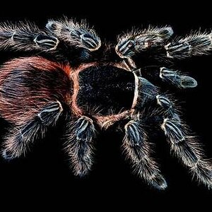 Lasiodora klugi2.jpg