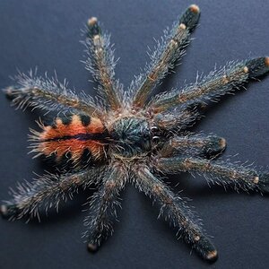 Avicularia amazonica.jpg