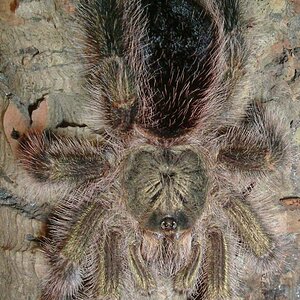 Avicularia aurantiaca.jpg
