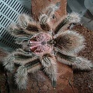 Avicularia aurantiaca2.jpg