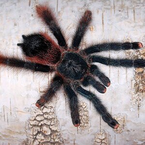 Avicularia braunshauseni2.jpg