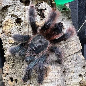 Avicularia braunshauseni.jpg