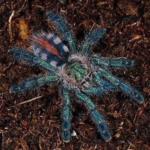 Ybyrapora diversipes.jpg