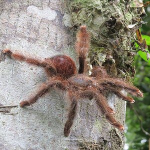 Avicularia huriana.jpg