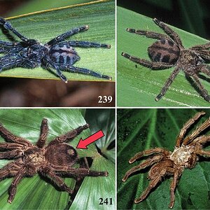 Caribena laeta.jpg