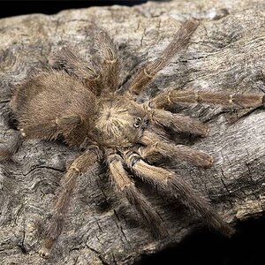 Avicularia laeta.jpg