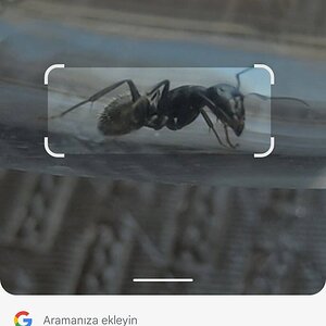 Screenshot_2024-07-02-17-26-37-652_com.google.android.googlequicksearchbox.jpg