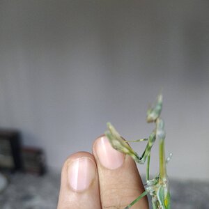 IMG_20240712_153052.jpg