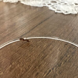 IMG_0110.jpeg
