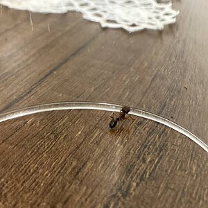 IMG_0107.jpeg