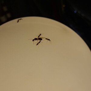 IMG-20240729-WA0002.jpeg