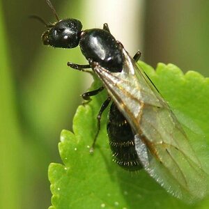 camponotus-piceus-reine-1-a-5-ouvrieres.jpg