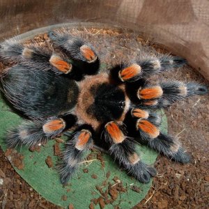B.-hamorii.jpg