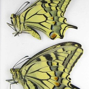 il_570xN.3805180213_tluc.jpg