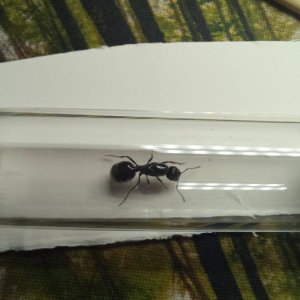 kraliçe foto 3.jpg