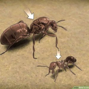 aid1607609-v4-900px-Identify-a-Queen-Ant-Step-4.jpg