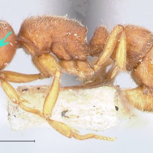 focol0930_p_1_high (2).jpg