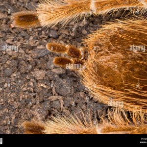 tarantula-spinnerets-2E53R64.jpg